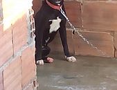 Doação de filhote de cachorro macho com pelo curto e de porte médio em Niterói/RJ - 02/04/2017 - 25911