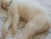 Doação de filhote de gato macho com pelo longo e de porte pequeno em Mogi Das Cruzes/SP - 04/04/2017 - 25923