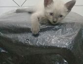 Doação de filhote de gato macho com pelo curto e de porte pequeno em Fortaleza/CE - 04/04/2017 - 25925