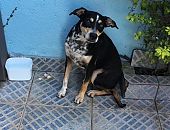 Doação de cachorro adulto macho com pelo curto e de porte grande em São Paulo/SP - 07/04/2017 - 25946
