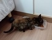 Doação de filhote de gato fêmea com pelo curto e de porte pequeno em Campina Grande Do Sul/PR - 09/04/2017 - 25956