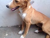Doação de filhote de cachorro macho com pelo curto e de porte pequeno em Rio De Janeiro/RJ - 10/04/2017 - 25960