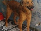 Doação de cachorro adulto fêmea com pelo longo e de porte pequeno em São Bernardo Do Campo/SP - 13/04/2017 - 25986