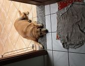 Doação de cachorro adulto macho com pelo curto e de porte grande em Vargem Grande Paulista/SP - 14/04/2017 - 25992