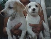 Doação de filhote de cachorro fêmea com pelo curto e de porte pequeno em Barra Mansa/RJ - 15/04/2017 - 25997