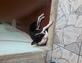 Doação de cachorro adulto macho com pelo curto e de porte grande em Rio De Janeiro/RJ - 16/04/2017 - 26013