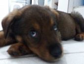 Doação de filhote de cachorro fêmea com pelo curto e de porte pequeno em São Paulo/SP - 18/04/2017 - 26023