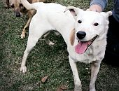 Doação de cachorro adulto macho com pelo curto e de porte pequeno em São Paulo/SP - 19/04/2017 - 26030
