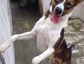 Doação de cachorro adulto macho com pelo curto e de porte grande em São Paulo/SP - 19/04/2017 - 26032