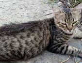 Doação de gato adulto fêmea com pelo longo e de porte pequeno em Capão Da Canoa/RS - 20/04/2017 - 26036