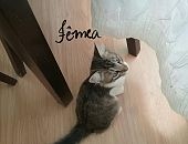 Doação de filhote de gato fêmea com pelo longo e de porte pequeno em Blumenau/SC - 23/04/2017 - 26055