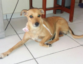 Doação de cachorro adulto fêmea com pelo curto e de porte médio em Brasília/DF - 23/04/2017 - 26062