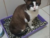 Doação de gato adulto macho com pelo curto e de porte pequeno em São Bernardo Do Campo/SP - 24/04/2017 - 26068