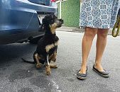 Doação de cachorro adulto fêmea com pelo longo e de porte pequeno em São Bernardo Do Campo/SP - 24/04/2017 - 26070
