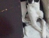 Doação de filhote de cachorro fêmea com pelo curto e de porte médio em Rio De Janeiro/RJ - 25/04/2017 - 26075