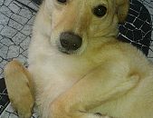 Doação de cachorro adulto macho com pelo curto e de porte médio em Taboão Da Serra/SP - 25/04/2017 - 26079