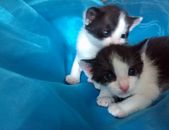 Doação de filhote de gato macho com pelo curto e de porte pequeno em São Paulo/SP - 26/04/2017 - 26086