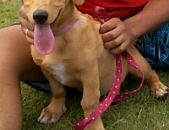 Doação de filhote de cachorro fêmea com pelo curto e de porte médio em São Paulo/SP - 27/04/2017 - 26098