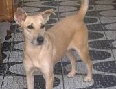 Doação de cachorro adulto fêmea com pelo curto e de porte médio em Taboão Da Serra/SP - 28/04/2017 - 26106