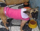 Doação de cachorro adulto fêmea com pelo longo e de porte médio em Taboão Da Serra/SP - 28/04/2017 - 26108