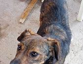 Doação de cachorro adulto macho com pelo curto e de porte pequeno em Taboão Da Serra/SP - 28/04/2017 - 26109