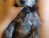 Doação de cachorro adulto fêmea com pelo curto e de porte pequeno em Nilópolis/RJ - 03/05/2017 - 26143