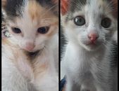 Doação de filhote de gato fêmea com pelo curto e de porte médio em Mirassol/SP - 03/05/2017 - 26145