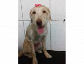 Doação de filhote de cachorro fêmea com pelo curto e de porte pequeno em São Paulo/SP - 05/05/2017 - 26154