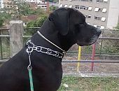 Doação de cachorro adulto macho com pelo curto e de porte grande em Rio De Janeiro/RJ - 05/05/2017 - 26155