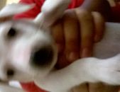Doação de filhote de cachorro fêmea com pelo curto e de porte pequeno em São Paulo/SP - 05/05/2017 - 26157