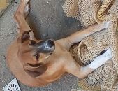Doação de filhote de cachorro fêmea com pelo curto e de porte médio em Rio De Janeiro/RJ - 06/05/2017 - 26160