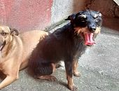 Doação de cachorro adulto macho com pelo curto e de porte pequeno em São Paulo/SP - 07/05/2017 - 26162