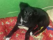 Doação de filhote de cachorro macho com pelo curto e de porte pequeno em Santo André/SP - 08/05/2017 - 26170