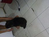Doação de cachorro adulto fêmea com pelo curto e de porte pequeno em Taboão Da Serra/SP - 11/05/2017 - 26186