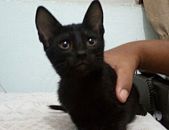 Doação de filhote de gato macho com pelo curto e de porte pequeno em São Gonçalo/RJ - 15/05/2017 - 26201
