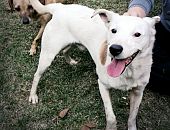 Doação de cachorro adulto macho com pelo curto e de porte médio em São Paulo/SP - 16/05/2017 - 26206