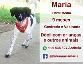 Doação de filhote de cachorro fêmea com pelo curto e de porte médio em São Paulo/SP - 16/05/2017 - 26208