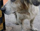 Doação de cachorro adulto macho com pelo curto e de porte pequeno em Diadema/SP - 17/05/2017 - 26218