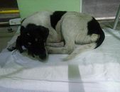 Doação de filhote de cachorro fêmea com pelo curto e de porte pequeno em Guarulhos/SP - 18/05/2017 - 26227