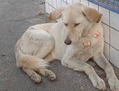Doação de cachorro adulto macho com pelo longo e de porte médio em Belo Horizonte/MG - 18/05/2017 - 26231