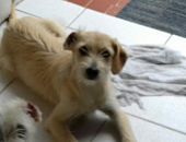 Doação de filhote de cachorro fêmea com pelo curto e de porte médio em São Paulo/SP - 20/05/2017 - 26246