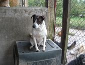 Doação de cachorro adulto macho com pelo curto e de porte médio em São Paulo/SP - 22/05/2017 - 26255
