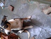 Doação de filhote de cachorro macho com pelo curto e de porte grande em Santo André/SP - 23/05/2017 - 26266