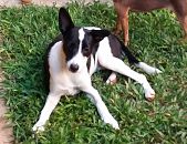 Doação de filhote de cachorro fêmea com pelo curto e de porte médio em Araçatuba/SP - 25/05/2017 - 26294