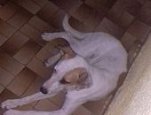 Doação de filhote de cachorro macho com pelo curto e de porte médio em Manaus/AM - 27/05/2017 - 26317