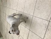 Doação de cachorro adulto macho com pelo curto e de porte grande em Guarulhos/SP - 27/05/2017 - 26319