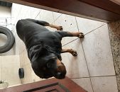Doação de cachorro adulto fêmea com pelo curto e de porte grande em Guarulhos/SP - 27/05/2017 - 26320