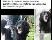 Doação de cachorro adulto fêmea com pelo longo e de porte médio em São Paulo/SP - 28/05/2017 - 26325