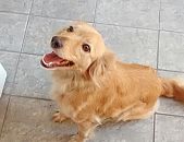 Doação de cachorro adulto fêmea com pelo curto e de porte pequeno em Osasco/SP - 29/05/2017 - 26353