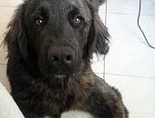 Doação de cachorro adulto macho com pelo longo e de porte grande em Rio De Janeiro/RJ - 30/05/2017 - 26363